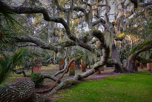 Live oak, Greyfield Inn, Cumberland Island