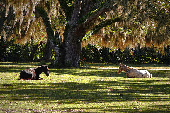 Feral horses, Greyfield Inn, Cumberland Island