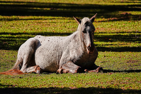 Feral horses, Greyfield Inn, Cumberland Island