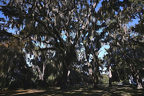 Live oak, Greyfield Inn, Cumberland Island