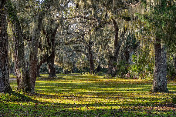 Live oaks in maritime forest on Cumberland Island