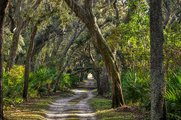 Live oaks in maritime forest  on road to the beach, Cumberland Island