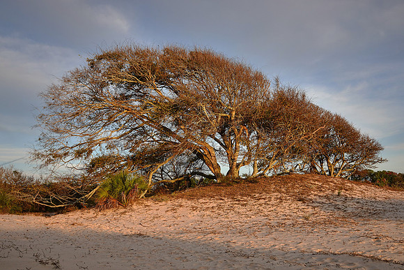 Beach region, Cumberland Island