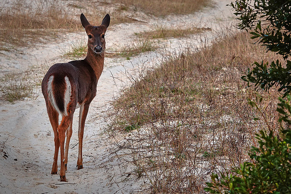 Beach region, Cumberland Island