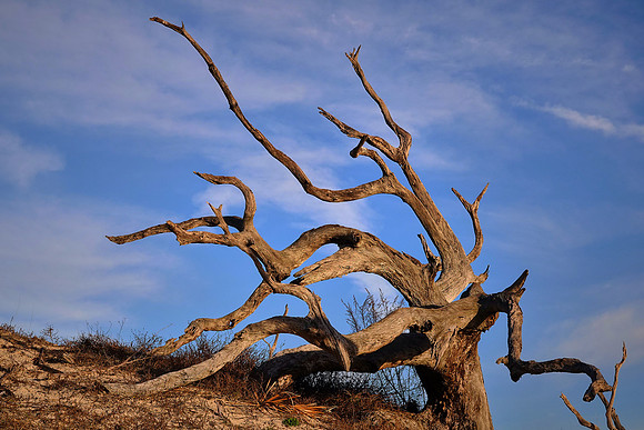 Beach region, Cumberland Island