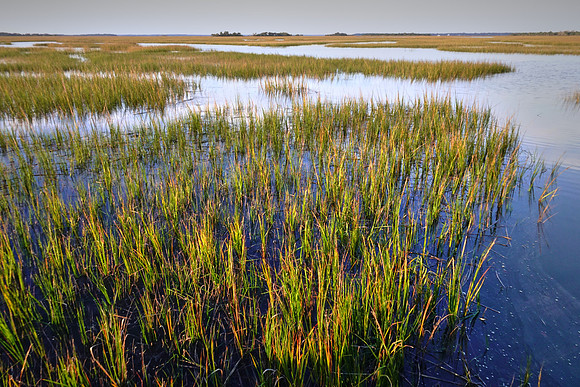 Coastal region, Cumberland Island