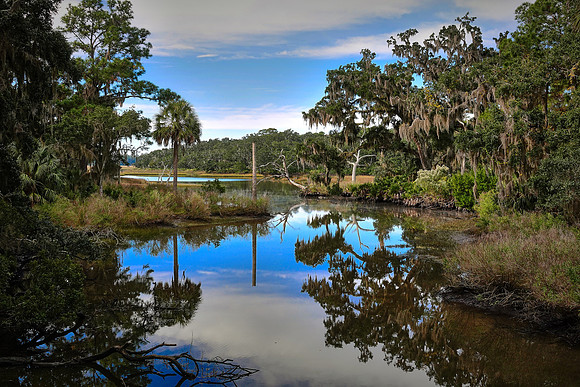 Live oaks in maritime forest on Cumberland Island
