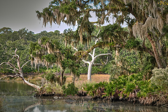 Live oaks in maritime forest on Cumberland Island