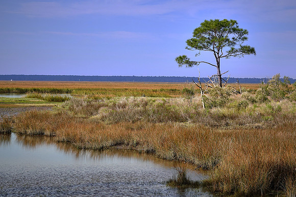 Coastal region, Cumberland Island