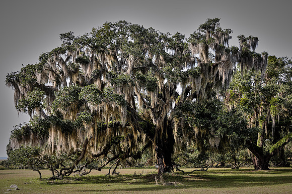 Live oak, Plum Orchard, Cumberland Island