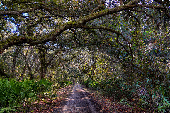 Live oaks in maritime forest on Cumberland Island