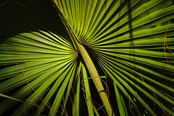 Maritime forest on Cumberland Island