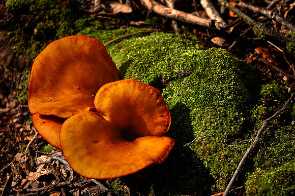 Fungus in maritime forest on Cumberland Island