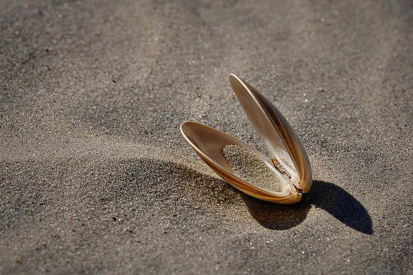 Beach region, Cumberland Island