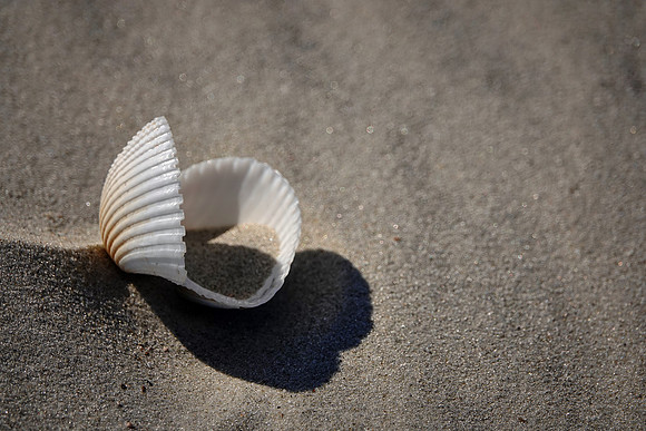 Beach region, Cumberland Island