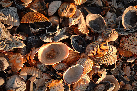Beach region, Cumberland Island
