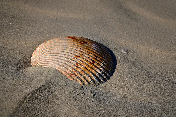 Beach region, Cumberland Island