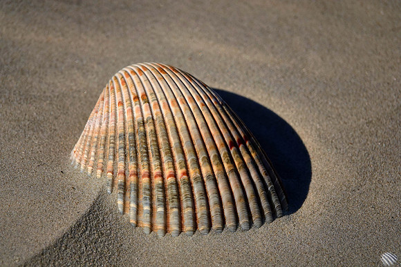 Beach region, Cumberland Island