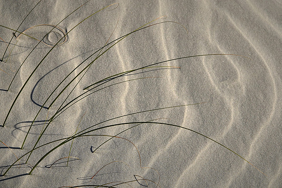 Beach region, Cumberland Island