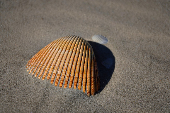 Beach region, Cumberland Island