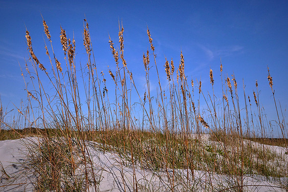 Sea oats (Uniola paniculata) on the beach, Cumberland Island