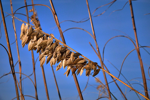 Sea oats (Uniola paniculata) on the beach, Cumberland Island