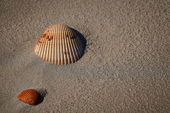 Beach region, Cumberland Island