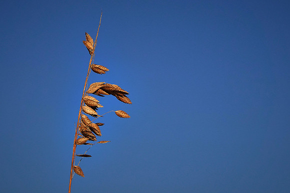 Sea oats (Uniola paniculata) on the beach, Cumberland Island