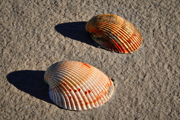 Beach region, Cumberland Island