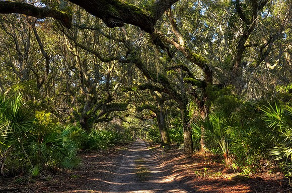 Live oaks in maritime forest on the road to Greyfield Inn, Cumberland Island