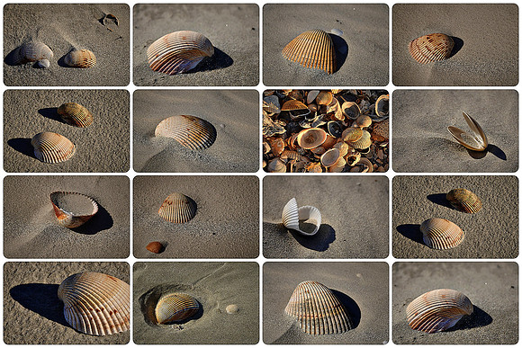 Beach region, Cumberland Island