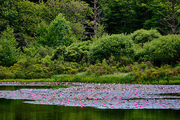 Ravenel Lake, Highlands Biological Station, Highlands, NC