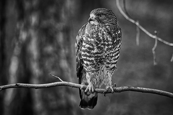 Carolina Raptor Center, Huntersville, NC