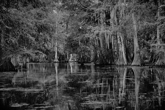 Cypress-Tupelo Swamp, Louisiana