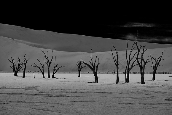 Skeleton trees and dunes of Namib-Naukluft National Park, Namibi
