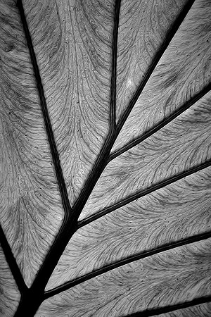Daniel Stowe Botanical Gardens, Belmont, North Carolina