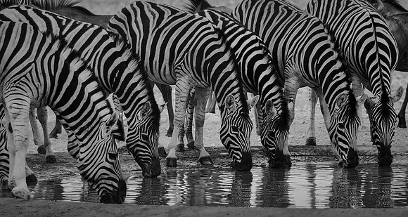 Plains zebra — Etosha National Park, northwest Namibia