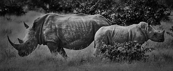 White rhinoceros — Etosha National Park, northwest Namibia