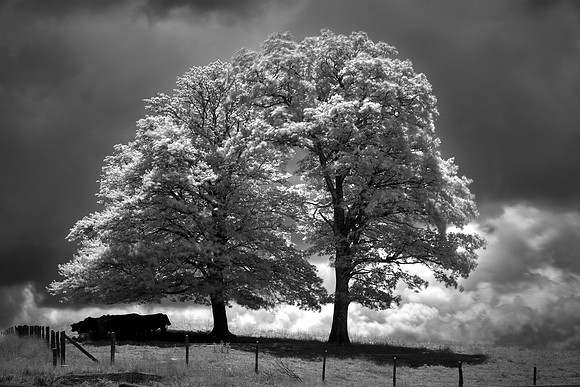 Blue Ridge Parkway in Infrared, North Carolina