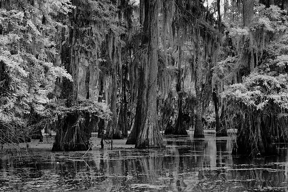 Cypress-Tupelo Swamp, Louisiana