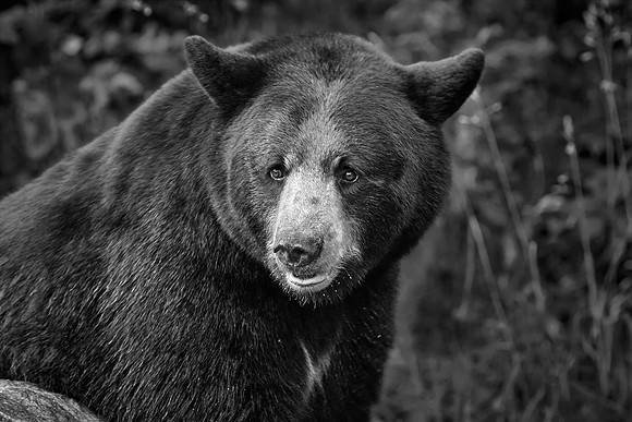 Black Bears, Northern Minnesota