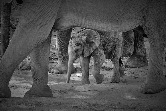 Desert elephants,  Damaraland, northwest Namibia