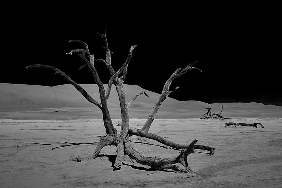Skeleton trees and dunes of Namib-Naukluft National Park, Namibi