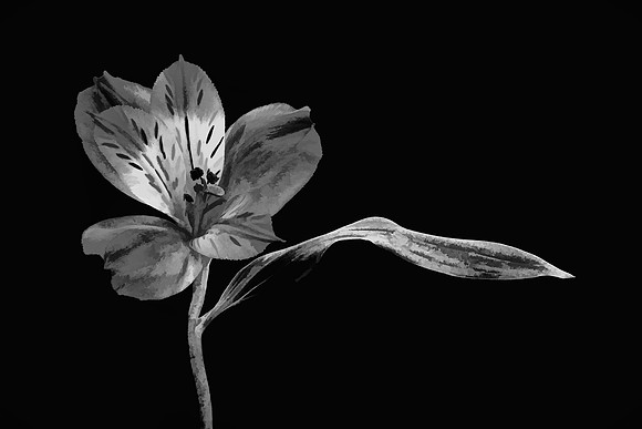 Andrea's Flower, Herndon, Virginia