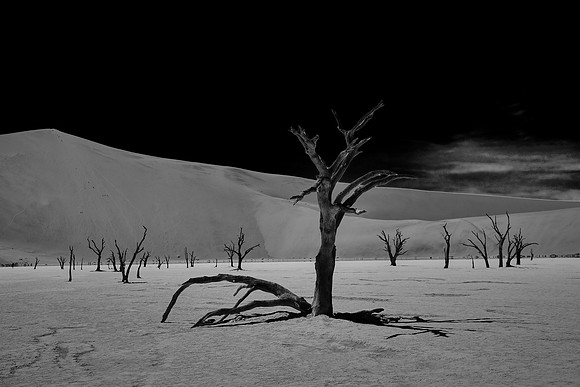 Skeleton trees and dunes of Namib-Naukluft National Park, Namibi