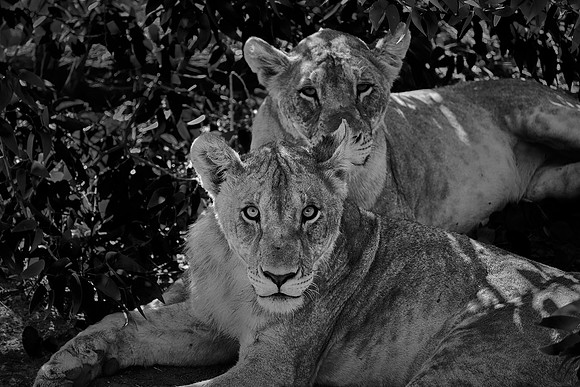 African lion,  Damaraland, northwest Namibia