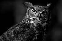 2019 June - Raptor Center in B&W