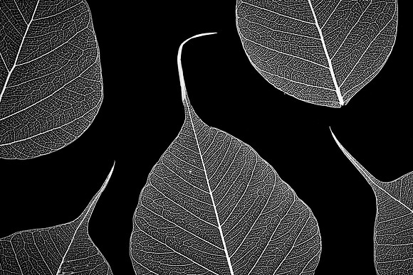 Skeleton Leaves