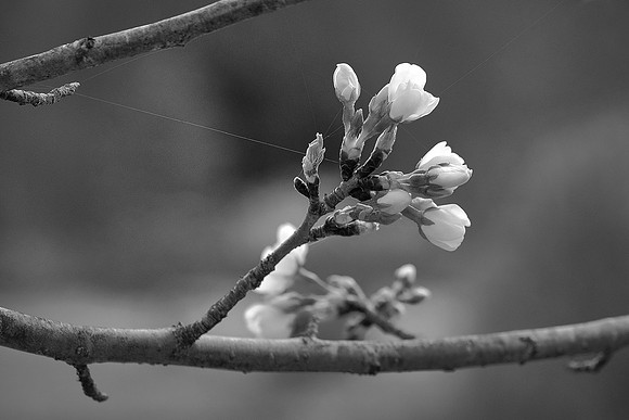 Meadowlark Botanical Garden, Vienna, VA