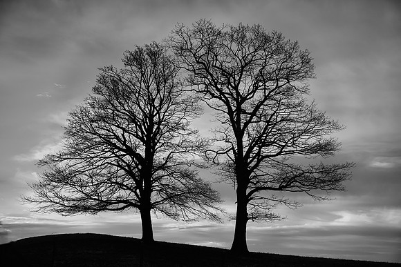 Two Trees at sunrise, Blue Ridge Parkway, NC